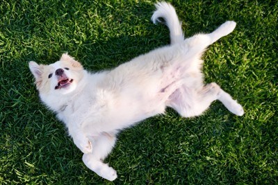 お腹を見せる子犬