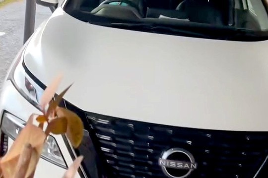 『車で待っててね』と大型犬に伝え、用事を済ませて戻った結果…衝撃的な光景が120万再生「完全に人ww」「第二種免許持ってる面構えで草」