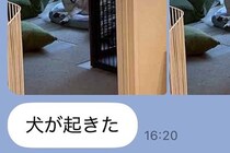 在宅で働く夫から届く『犬LINE』→思わず笑顔になる『平和な報告』に6万いいね集まる「夫さん神すぎるわ」「仕事の疲れ吹き飛ぶ」と絶賛