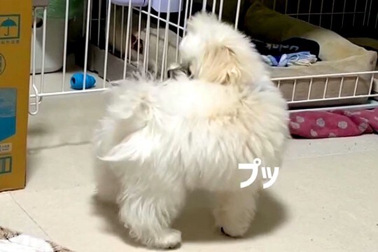 白くてフワフワの赤ちゃん犬が『おなら』を覚えた結果→出した瞬間に…『まさかの反応』が23万再生「犯人探しするの草」「ずっと見てたいw」