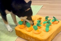 犬が『にんじんのおもちゃ』で遊んだ結果→『正しく使ってくれるかな』と思っていたら…想定外な光景に反響「大暴れで草」「間違えてるｗｗ」
