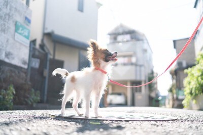 リードを着けているチワワ