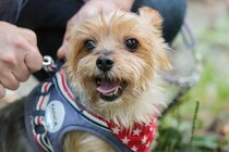 犬の散歩で『ダブルリード』が推奨される理由4つ　どんなメリットがあるの？注意点まで解説