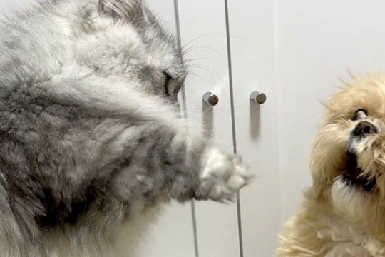 『猫パンチ』をされる犬→全く当たっていないのに…想定以上の『表情』が面白すぎると123万表示「寸止めww」「可愛すぎて吐きそう」と爆笑