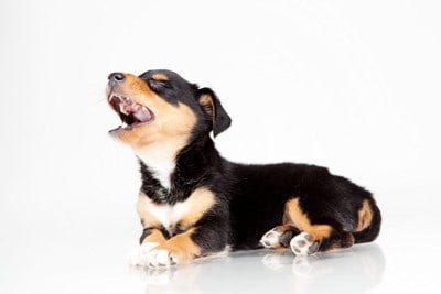 口を開ける子犬