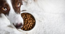 犬に『おやつを与えてはいけない』瞬間５選　絶対NGなタイミングやリスクまで