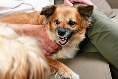 歯を見せて唸る茶の犬