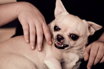 触れる手に唸る犬