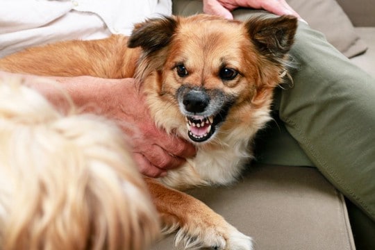 犬が『唸ってくる』ときの心理4つ 良好な関係性を築くために飼い主ができることまで