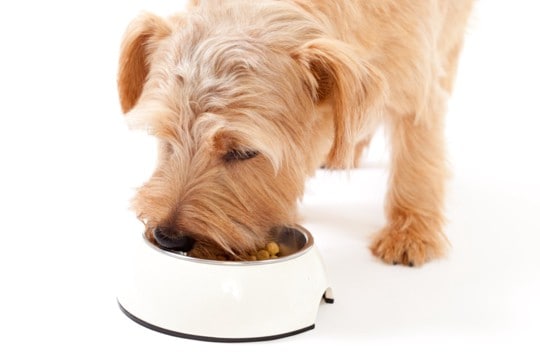 犬が高齢になったときの『ごはんの選び方』5つ　健康寿命を延ばすために押さえておきたいことまで