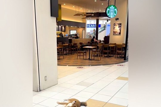 『スタバの前で駄々をこねる犬』ワンコと一緒にショッピングモールに行った結果→まるで人間の子どものような光景が41万再生「イヤイヤ期ww」