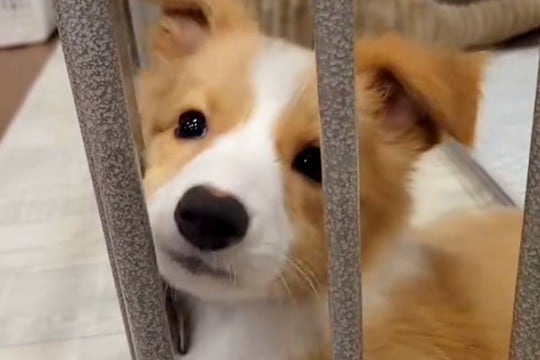 『致死率の高い病気の可能性がある』と言われた子犬→それでも『幸せにしたい』と飼った結果…想定外の結末に反響「笑ったw」「幸せなオチ」