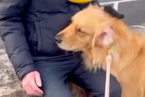 夕方、散歩中に『知らないおじいちゃん』と出会った大型犬→優しさが滲み出ている『尊いやり取り』が15万再生「ほっこりする」「愛され上手！」