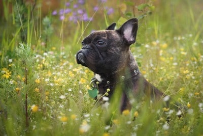 花と犬