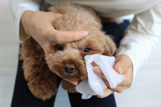 犬の『目ヤニ』絶対NGなお手入れ3選　悪化してしまう原因や適切なケア方法まで