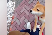 犬の散歩中、焼き芋屋さんがサツマイモをくれて…微笑ましいと思いきや→センスが光る『まさかのBGM』に大爆笑「世界一おもろい」「確変で草」