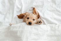 犬が『一緒に寝たい』と思う人の共通点4選　主な特徴や添い寝してもらう秘訣まで