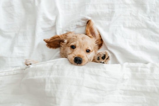犬が『一緒に寝たい』と思う人の共通点4選　主な特徴や添い寝してもらう秘訣まで
