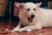 犬が『ティッシュ』で遊ぶのはなぜ？考えられる理由やイタズラを止めさせる方法まで