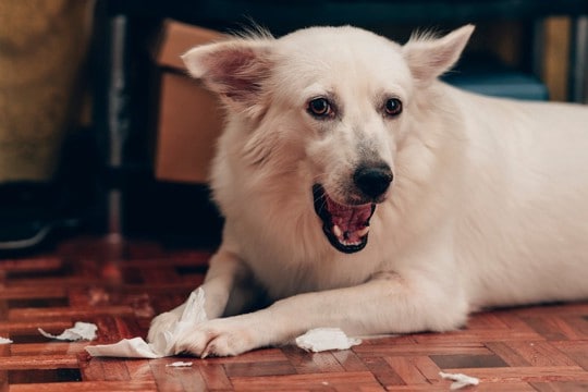 犬が『ティッシュ』で遊ぶのはなぜ?考えられる理由やイタズラを止めさせる方法まで