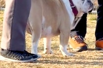 ドッグランにやってきた犬→他人を『飼い主』と間違えてしまい…気づいた瞬間の『表情』が60万再生「横目たまらん」「やってしまったｗｗ」