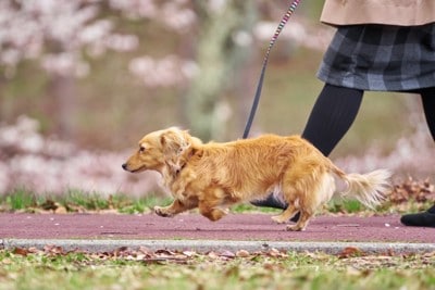 春にお散歩する犬