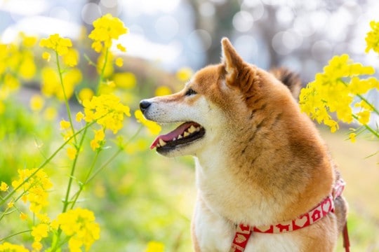 犬に絶対NGな『春の植物』５選　食べてしまったときに起こり得るトラブルとは？