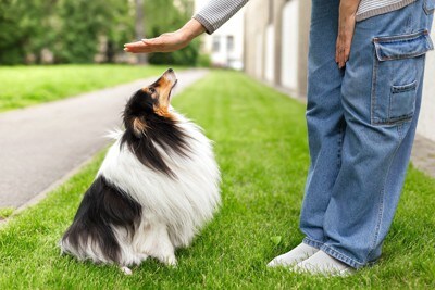 犬の頭の上に手をかざす