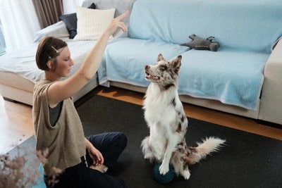 上げた手を見つめる犬