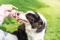 犬の『しつけ』を失敗してしまう理由4つ　逆効果となる飼い主の行動や改善策まで