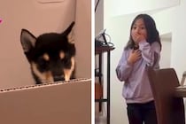 子どもたちに内緒で『子犬を飼った』結果→リビングで気が付いた瞬間…100点満点な『それぞれの反応』に反響「涙ぐんじゃうよね」「可愛すぎ」