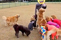 おやつをもらうのが下手くそな大型犬→『ようやく貰えた』と思ったら…まさかの『悲劇的な展開』が14万再生「守ってあげたい」「優しい…」