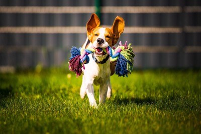 おもちゃをくわえて走っている犬