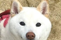 散歩中の犬を何気なく撮影した結果→よーく見てみると…想定外だった『まさかの表情』が67万表示「歯ｗｗ可愛いｗｗ」「絶妙な顔がたまらん」