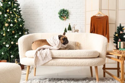 ソファの上でブランケットをかぶる犬