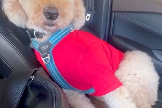 ドッグランでクタクタに疲れた大型犬→車で帰ろうとしたら…助手席で見せた『衝撃の表情』が50万再生「コーヒー吹いた」「頑張ってて可愛いw」