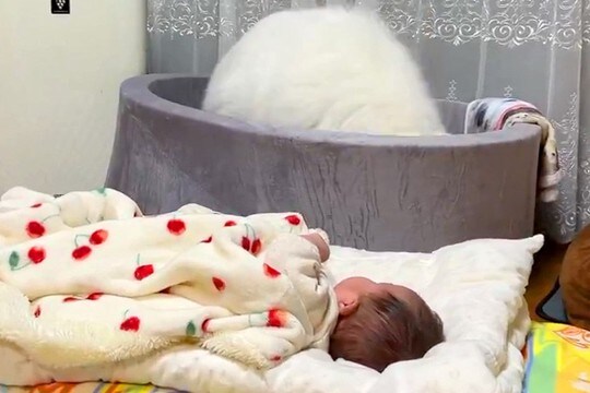 赤ちゃんを全力で寝かしつけようとするサモエド犬→まさかの『斬新な方法』が80万表示「頑張ってて尊い」「頑張れお姉ちゃん!」エールの声も