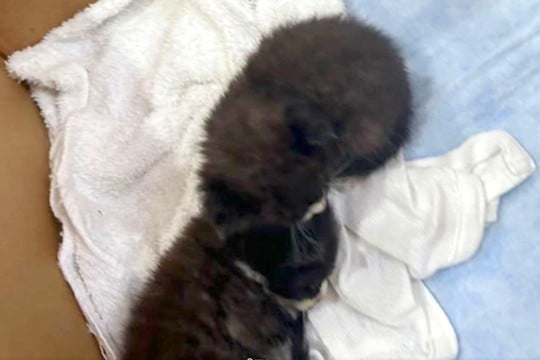 ダンボールに入った『生まれたばかりの子猫』→気になりすぎてしまった犬が…思わず笑う光景が7万表示「どっちも可愛い」「見守り隊に任命!」