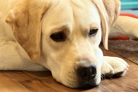 『なんか大型犬が拗ねてるな』と思い見てみたら、おててを伸ばしていて…まるで『人間の子どものような光景』に反響「かわいいww」と14万表示