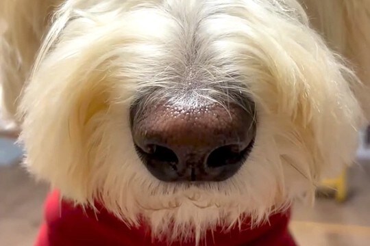『ごはんまだ?』大型犬が圧をかけてきたので、正面から撮影してみたら…想像を上回る『表情』が132万再生「でかww」「思った以上で草」