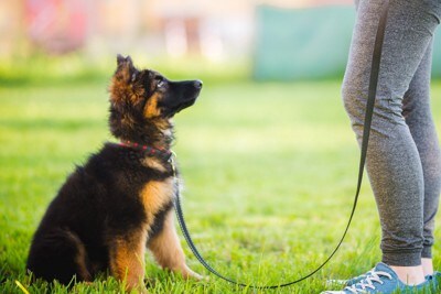 トレーニング中の犬