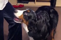 娘が『音楽に合わせて踊った』結果→一緒にいた超大型犬が…見たことない『ノリノリ過ぎる光景』が322万再生「想像以上で草」「初めて見たｗ」