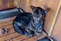 警察署で保護された迷子犬→どれだけ待っても飼い主に来てもらえず…感動的な『現在の様子』に涙「幸せになって」「なんて素晴らしい出会い」
