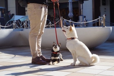 柴犬、おすわりと伏せ