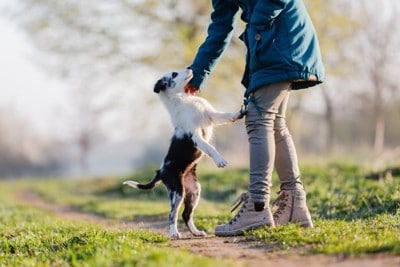 飛びつく白黒の子犬