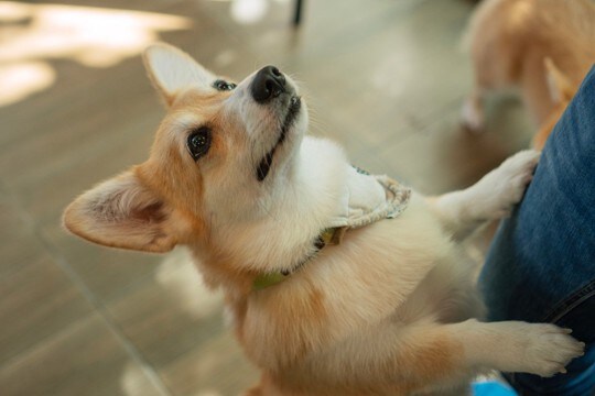 犬を無視しなければならない『タイミング』4つ　効果的なしつけのコツまでご紹介