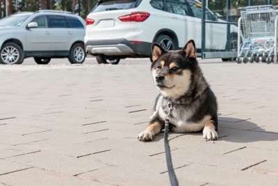 地面に伏せる犬