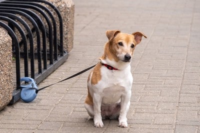 伸縮リードが繋がれた犬