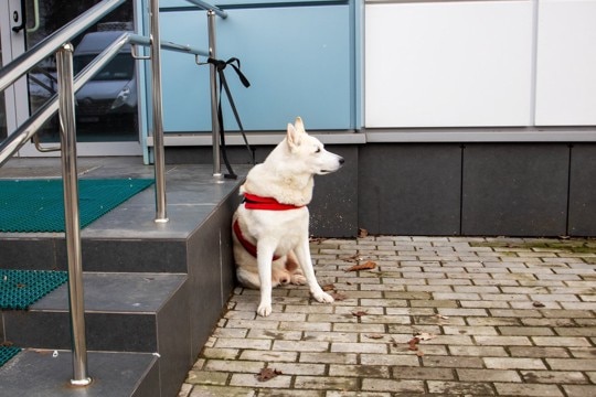 犬を『店の外』で待たせても大丈夫？避けるべき理由や愛犬の命を守るために知っておくべきことまで