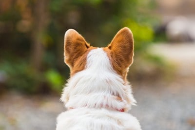 立ち耳の犬の後ろ姿